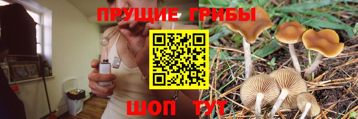 Псилоцибиновые грибы прущие грибы  Вход с VPN  Псилоцибиновые грибы Psilocybe  Советск 